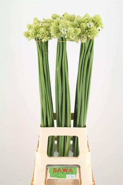 Срезанные цветы оптом Ornithogalum saundersiae от 60шт из Голландии с доставкой по России