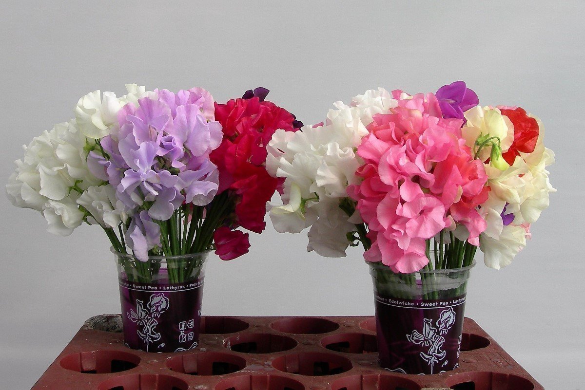 Срезанные цветы оптом Lathyrus od mix in bucket от 120шт. из Голландии с доставкой по России