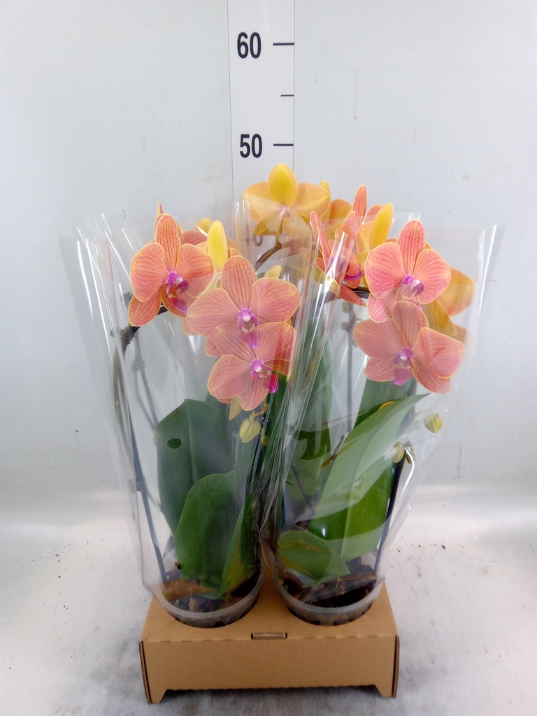 Горшечные цветы и растения оптом Phal Elegant Cascade от 4шт из Голландии с доставкой по России