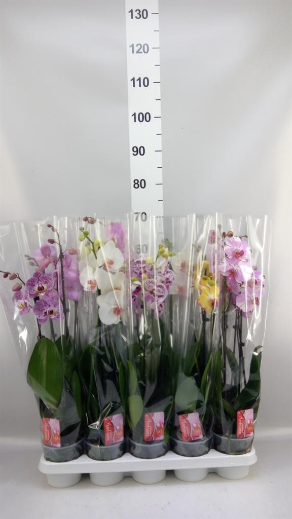 Горшечные цветы и растения оптом Phalaenopsis ...mix от 10шт из Голландии с доставкой по России