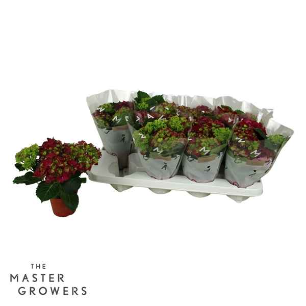Горшечные цветы и растения оптом Hydrangea Ma Red 3+ от 8шт из Голландии с доставкой по России