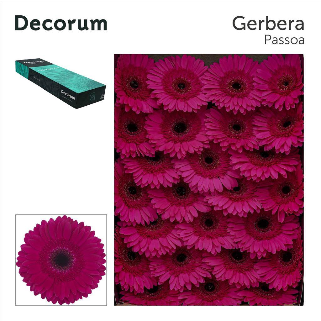 Срезанные цветы оптом Gerbera passoa от 50шт из Голландии с доставкой по России