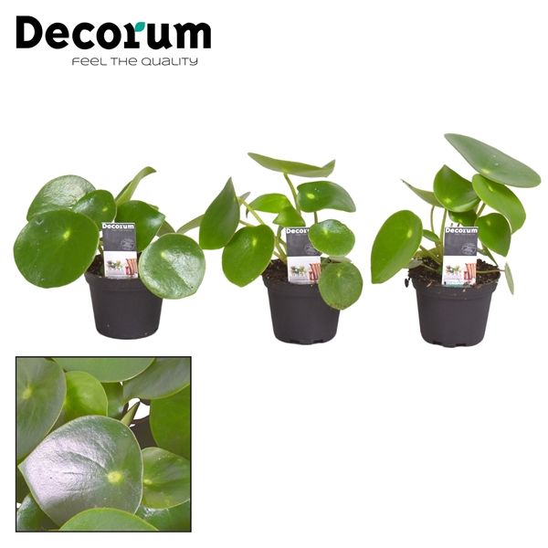 Горшечные цветы и растения оптом Peperomia Raindrop (decorum) от 16шт из Голландии с доставкой по России