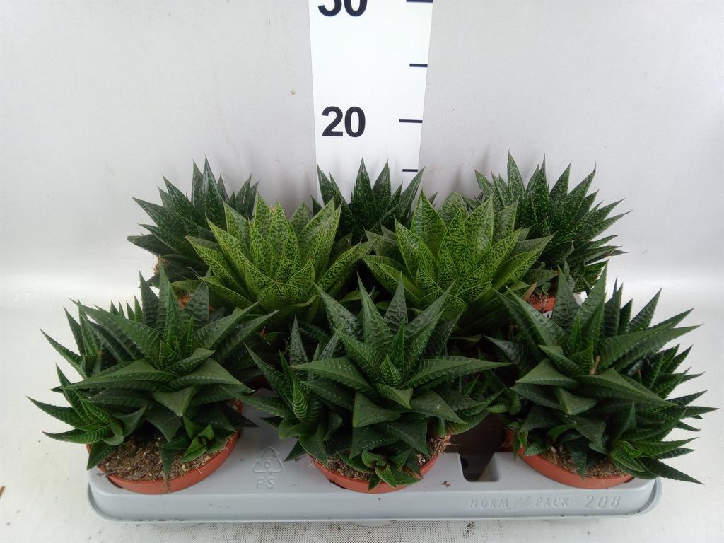 Горшечные цветы и растения оптом Aloe ...mix от 8шт из Голландии с доставкой по России