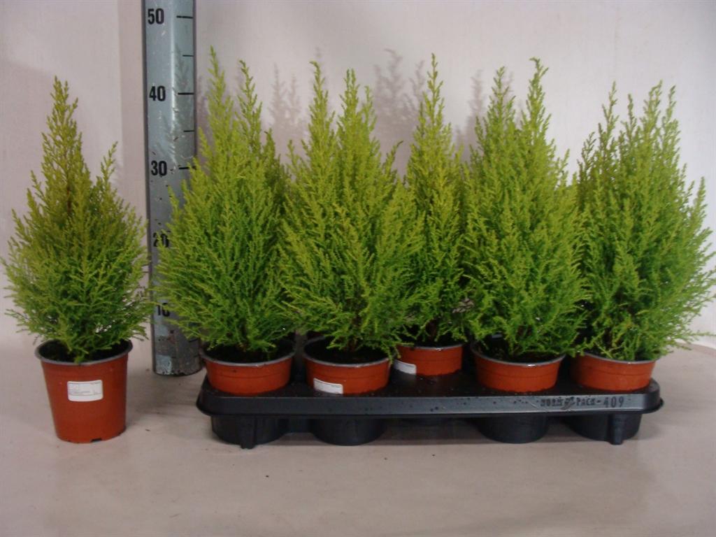 Горшечные цветы и растения оптом Cupressus Macro. goldcrest Wilma A от 9шт из Голландии с доставкой по России