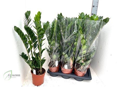 Горшечные цветы и растения оптом Zamio Zamiifolia 6+ от 6шт из Голландии с доставкой по России