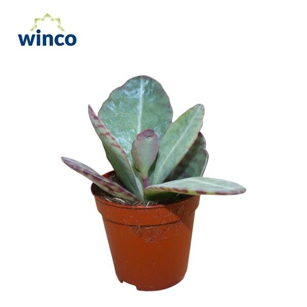 Горшечные цветы и растения оптом Kalanchoe Marmorata (leopard) от 20шт (для телеги) из Голландии с доставкой по России