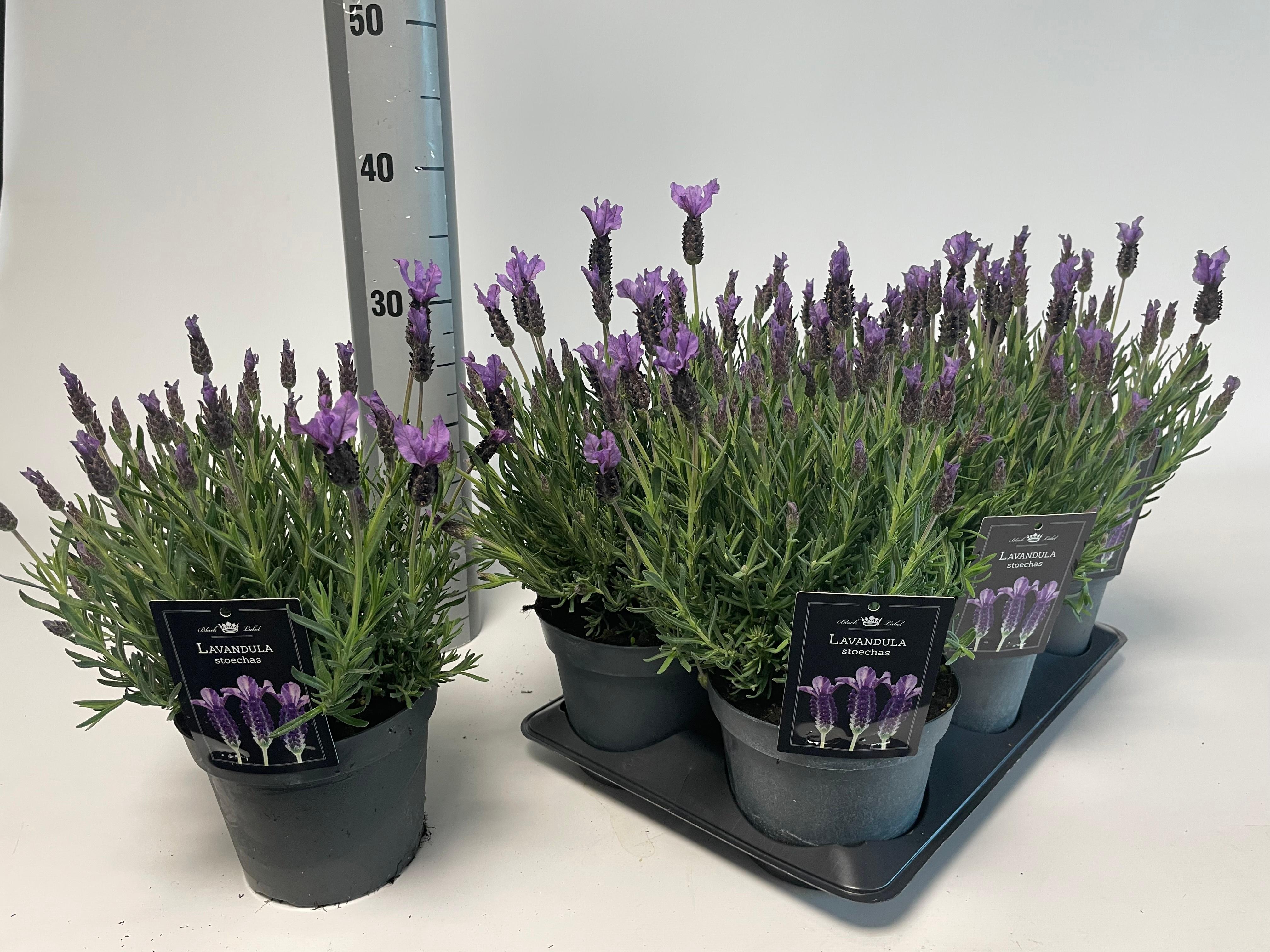 Горшечные цветы и растения оптом Lavan Stoechas от 6шт из Голландии с доставкой по России