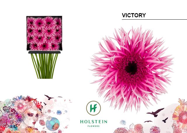 Срезанные цветы оптом Gerbera diamond gerspider victory от 15шт из Голландии с доставкой по России