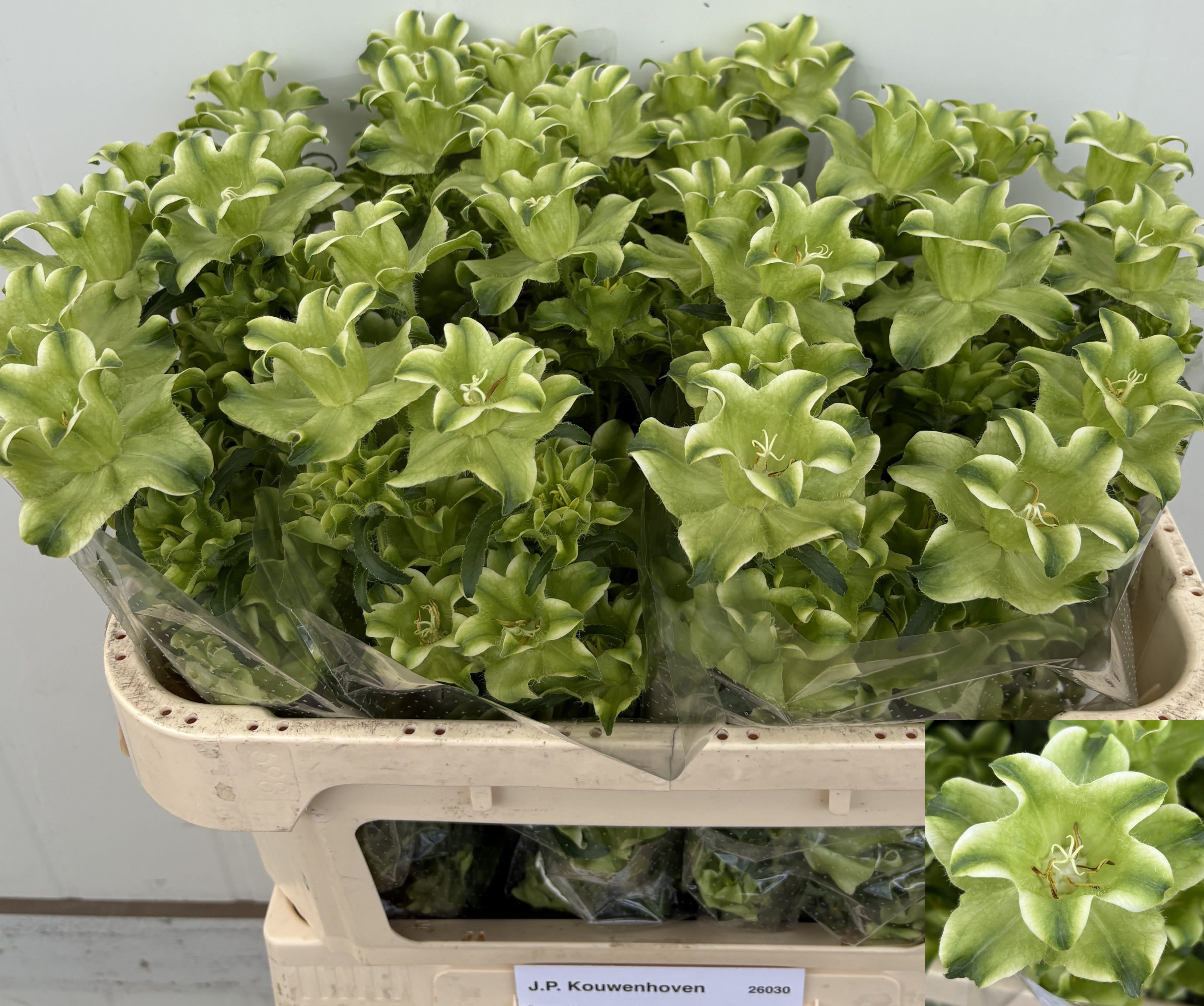 Срезанные цветы оптом Campanula medium evergreen white от 30шт из Голландии с доставкой по России