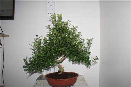 Горшечные цветы и растения оптом Bonsai Zelkova от 1шт из Голландии с доставкой по России