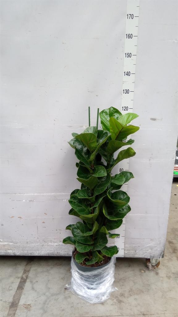 Горшечные цветы и растения оптом Ficus Lyrata Bambino 3pp от 1шт из Голландии с доставкой по России