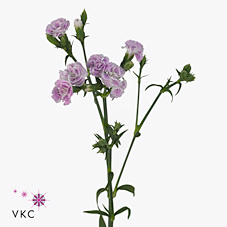 Срезанные цветы оптом Dianthus sp raffine odile от 80шт из Голландии с доставкой по России