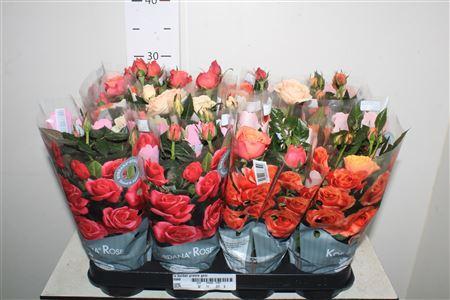 Горшечные цветы и растения оптом Ro Kordan Grande Gem от 11шт из Голландии с доставкой по России