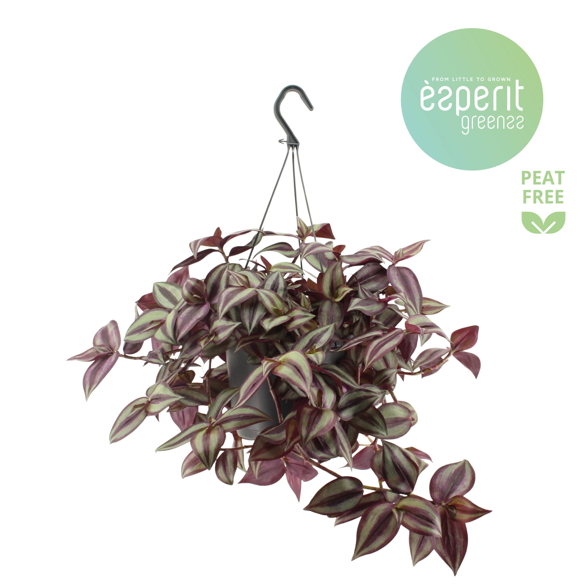 Горшечные цветы и растения оптом Tradescantia Zebrina Violet Hangpot от 6шт из Голландии с доставкой по России
