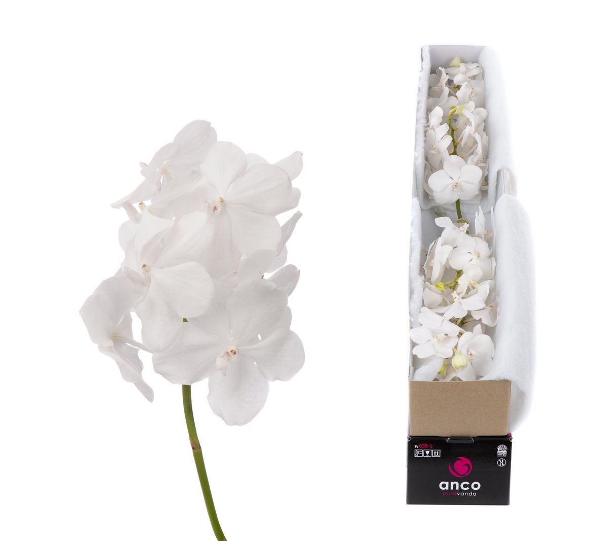 Срезанные цветы оптом Vanda tayanee diamond white per stem от 12шт. из Голландии с доставкой по России