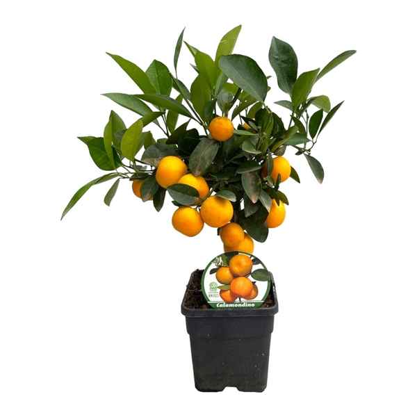 Горшечные цветы и растения оптом Citrus Calamondin On Stem от 1шт из Голландии с доставкой по России