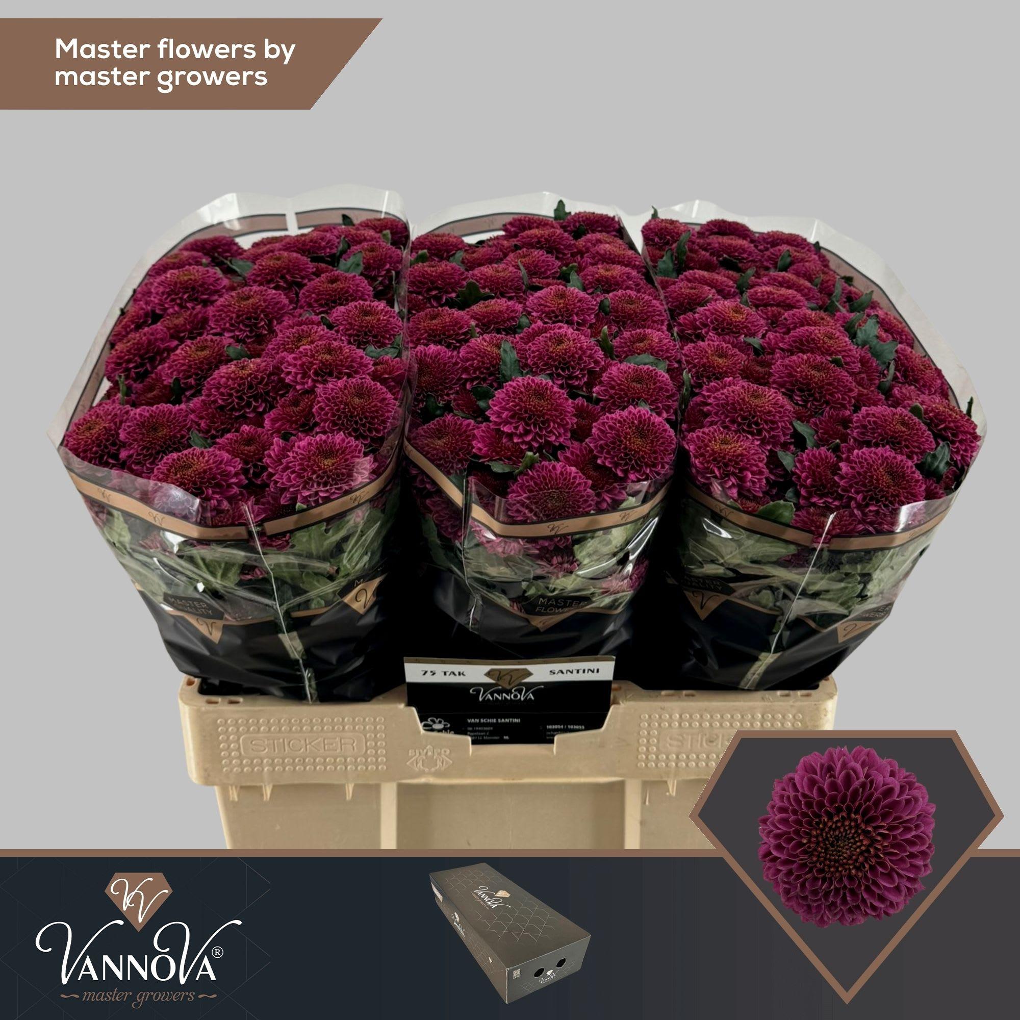 Срезанные цветы оптом Chrys sa antonelli от 150шт из Голландии с доставкой по России