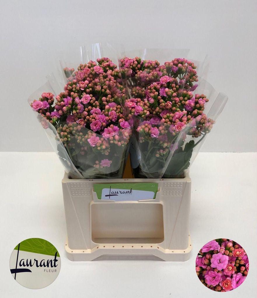 Срезанные цветы оптом Kalanchoe taffy pink meadow от 20шт из Голландии с доставкой по России