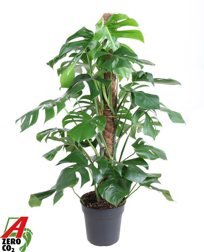Горшечные цветы и растения оптом Monstera Deliciosa Mosspole A от 1шт из Голландии с доставкой по России