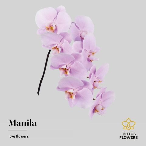 Срезанные цветы оптом Phalaenopsis manila (per stem) от 10шт. из Голландии с доставкой по России