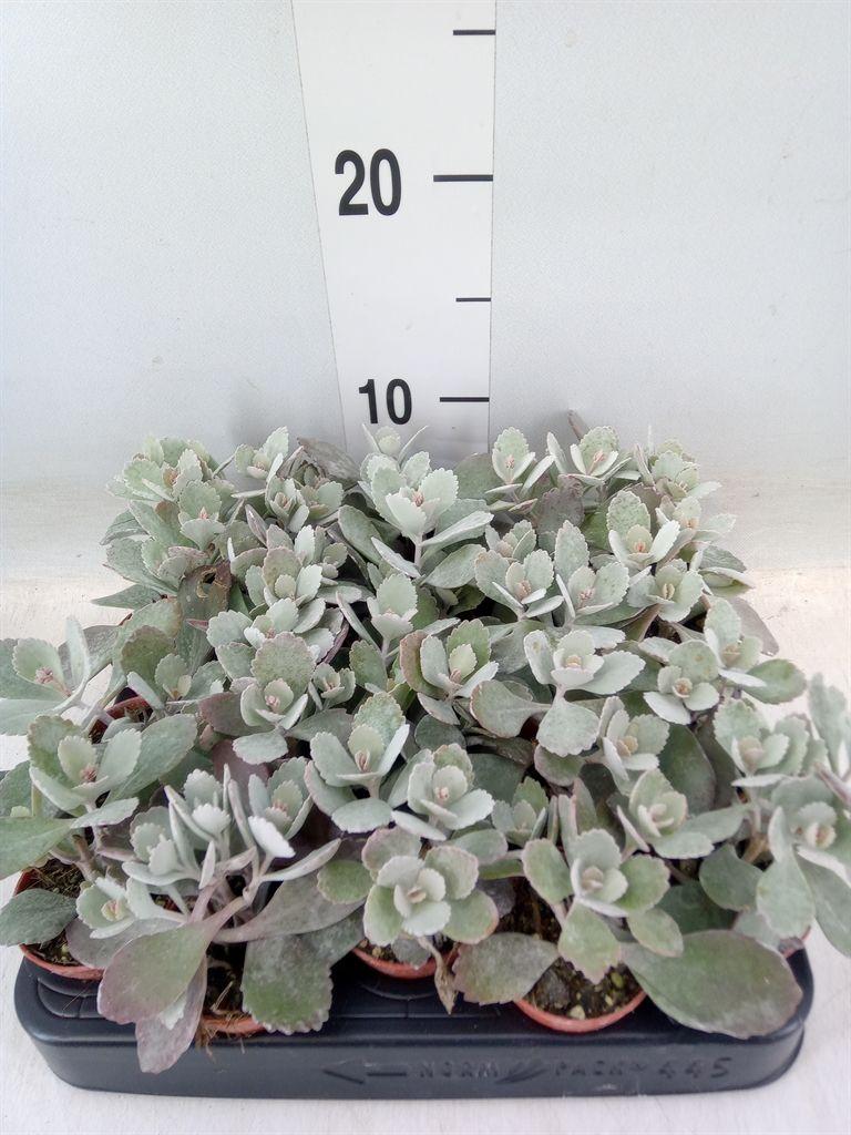 Горшечные цветы и растения оптом Kalanchoe Nf Pumila от 20шт (для телеги) из Голландии с доставкой по России