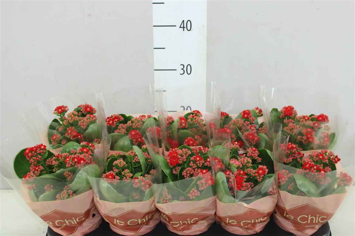 Горшечные цветы и растения оптом Kalanchoe Rosalina Rood Le Chic от 10шт из Голландии с доставкой по России