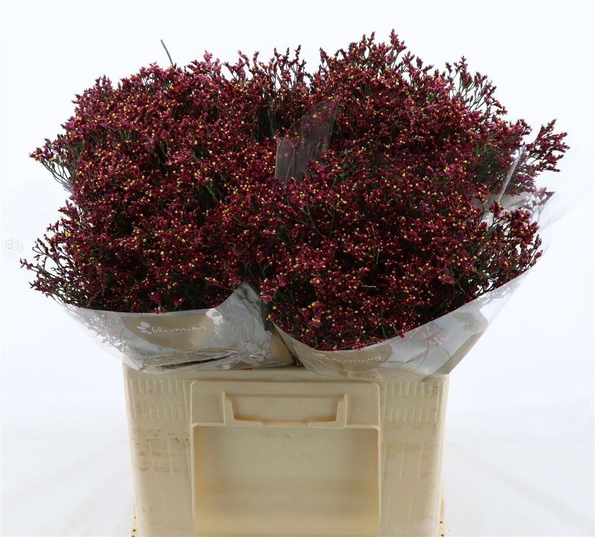 Срезанные цветы оптом Limonium scarlett diamond от 1150шт из Голландии с доставкой по России
