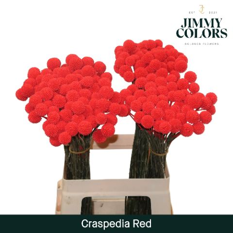 Срезанные цветы оптом Craspedia paint red от 200шт из Голландии с доставкой по России