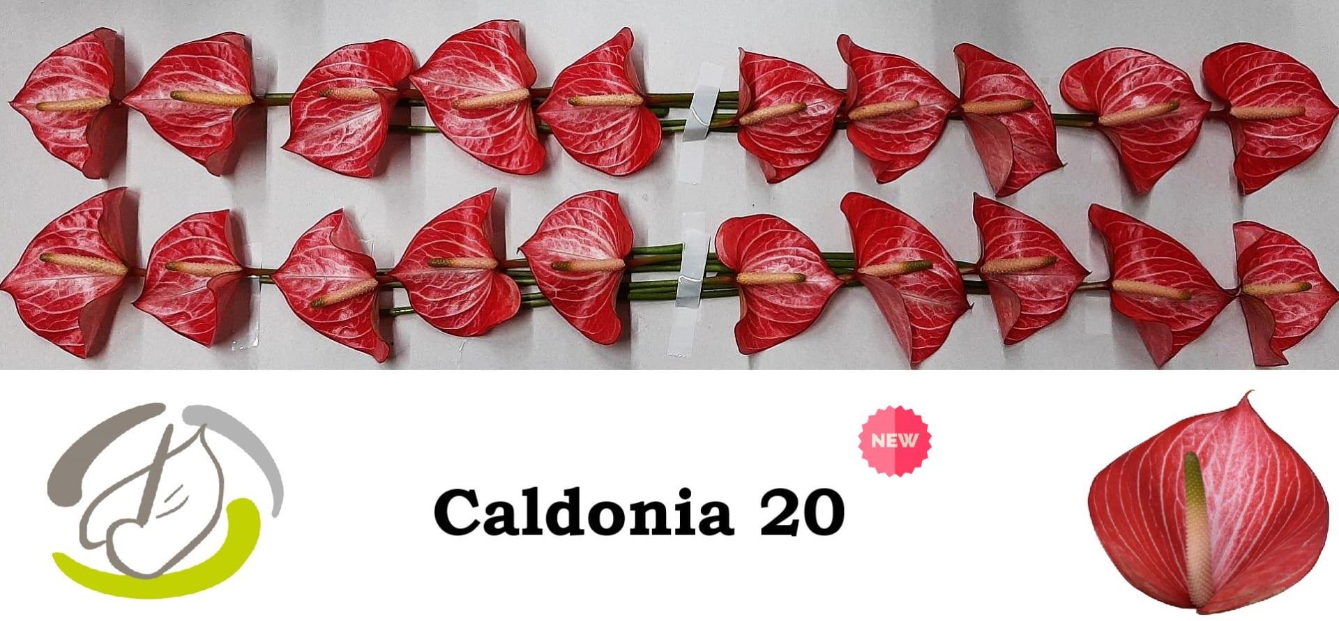 Срезанные цветы оптом Anthurium caldonia от 20шт из Голландии с доставкой по России