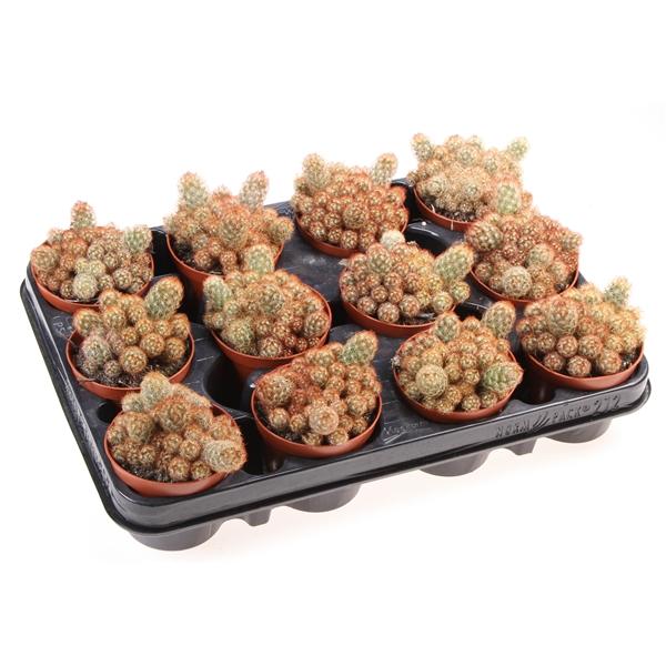 Горшечные цветы и растения оптом Mammillaria Elongata Nigrispina от 12шт (для телеги) из Голландии с доставкой по России