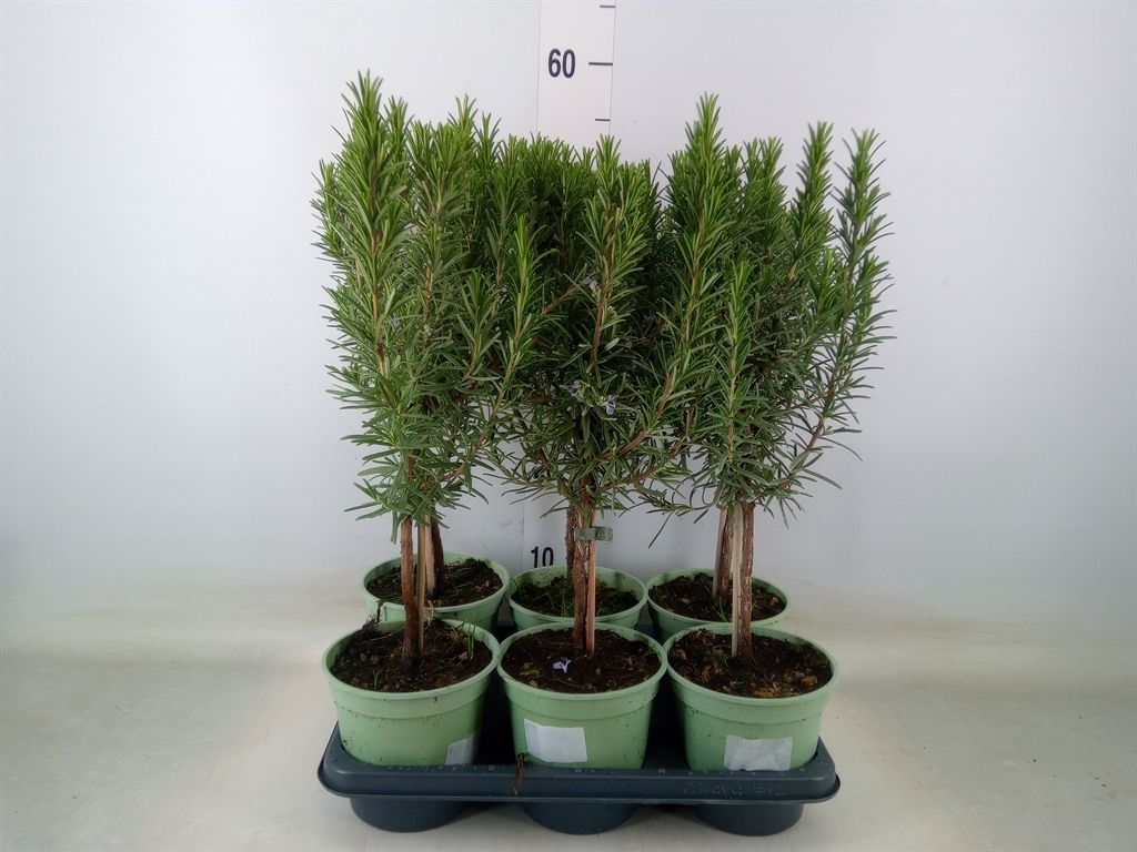 Горшечные цветы и растения оптом Rosmarinus Officinalis   ... от 6шт из Голландии с доставкой по России
