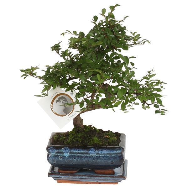 Горшечные цветы и растения оптом Bonsai Zelkova In Ceramic S-shape Wi от 10шт из Голландии с доставкой по России