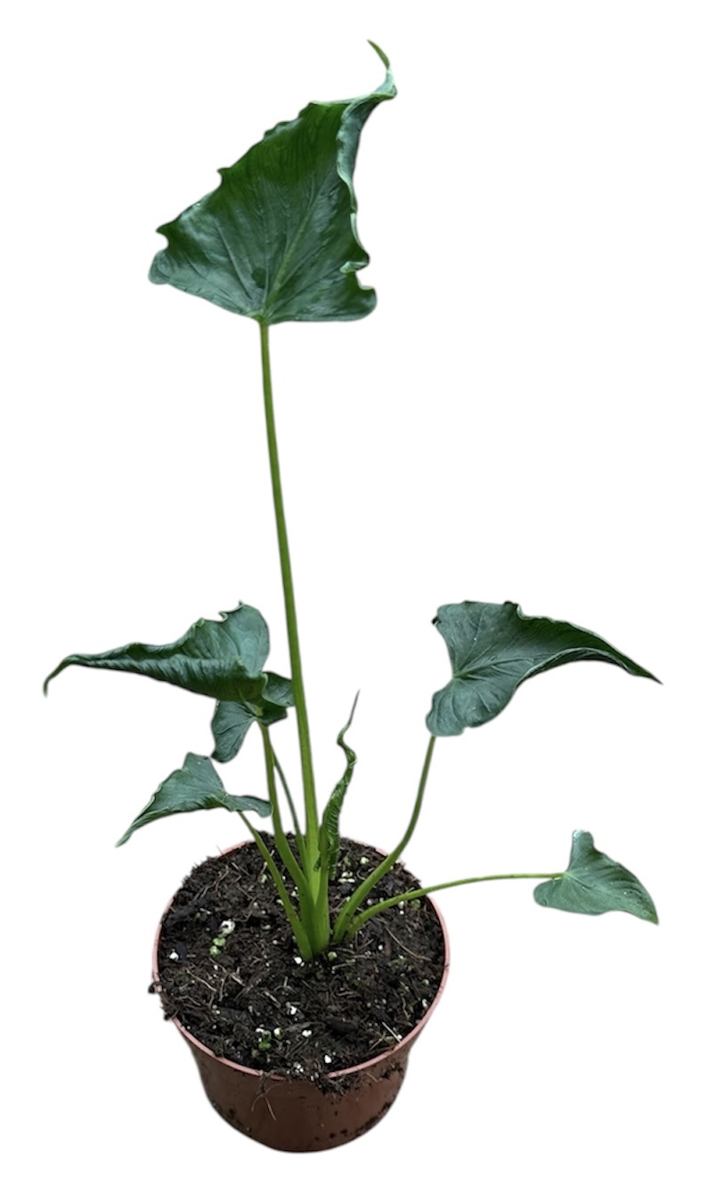 Горшечные цветы и растения оптом Alocasia Triangularis от 1шт (для телеги) из Голландии с доставкой по России