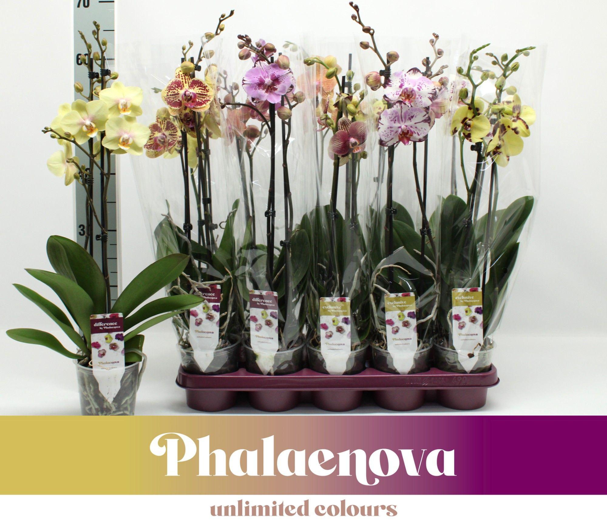 Горшечные цветы и растения оптом Phal 2st Taiwan Mix 16+ (phalaenova) от 10шт из Голландии с доставкой по России