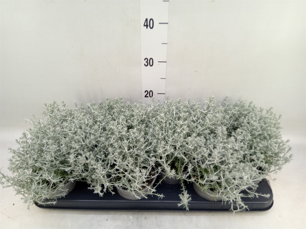 Горшечные цветы и растения оптом Leucophyta Brownii от 12шт из Голландии с доставкой по России