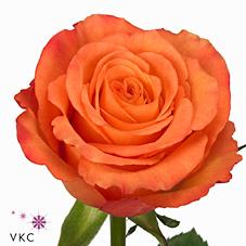 Срезанные цветы оптом Rosa large confidential от 60шт из Голландии с доставкой по России