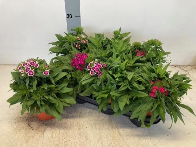 Горшечные цветы и растения оптом Dian B Barb Gemengd от 7шт из Голландии с доставкой по России