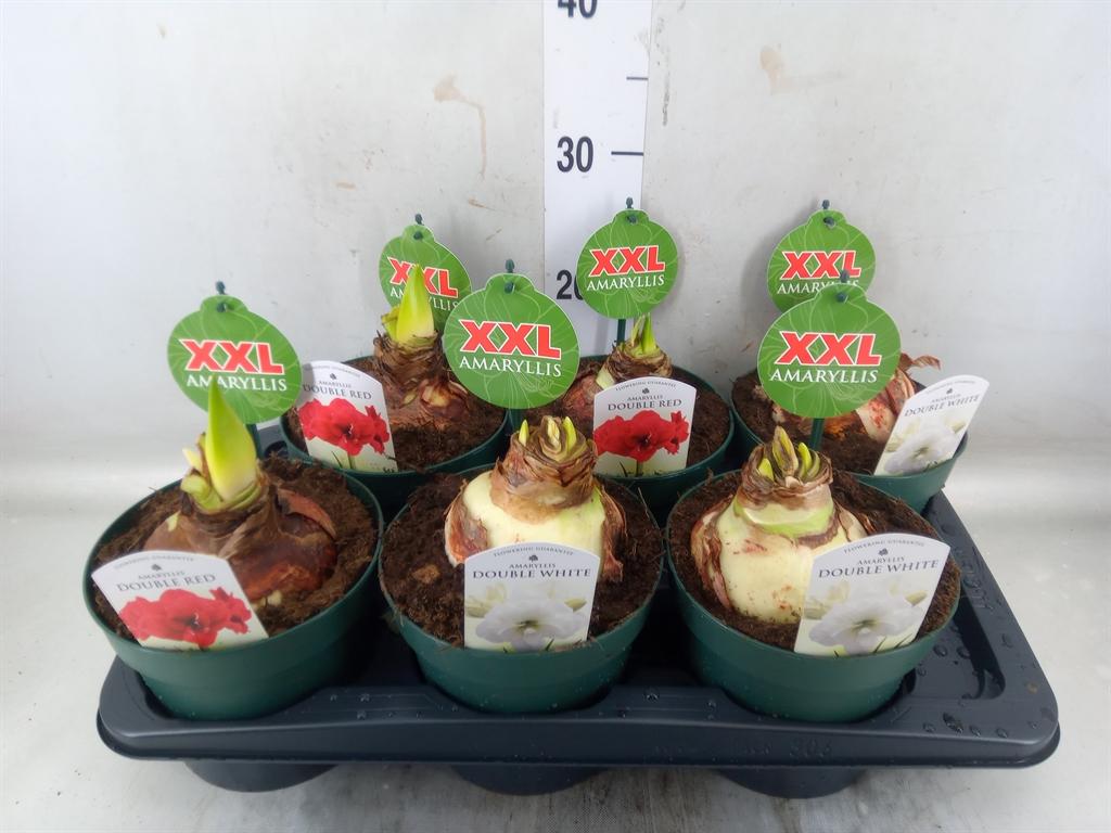 Горшечные цветы и растения оптом Hippeastrum   ...mix 2 от 6шт из Голландии с доставкой по России