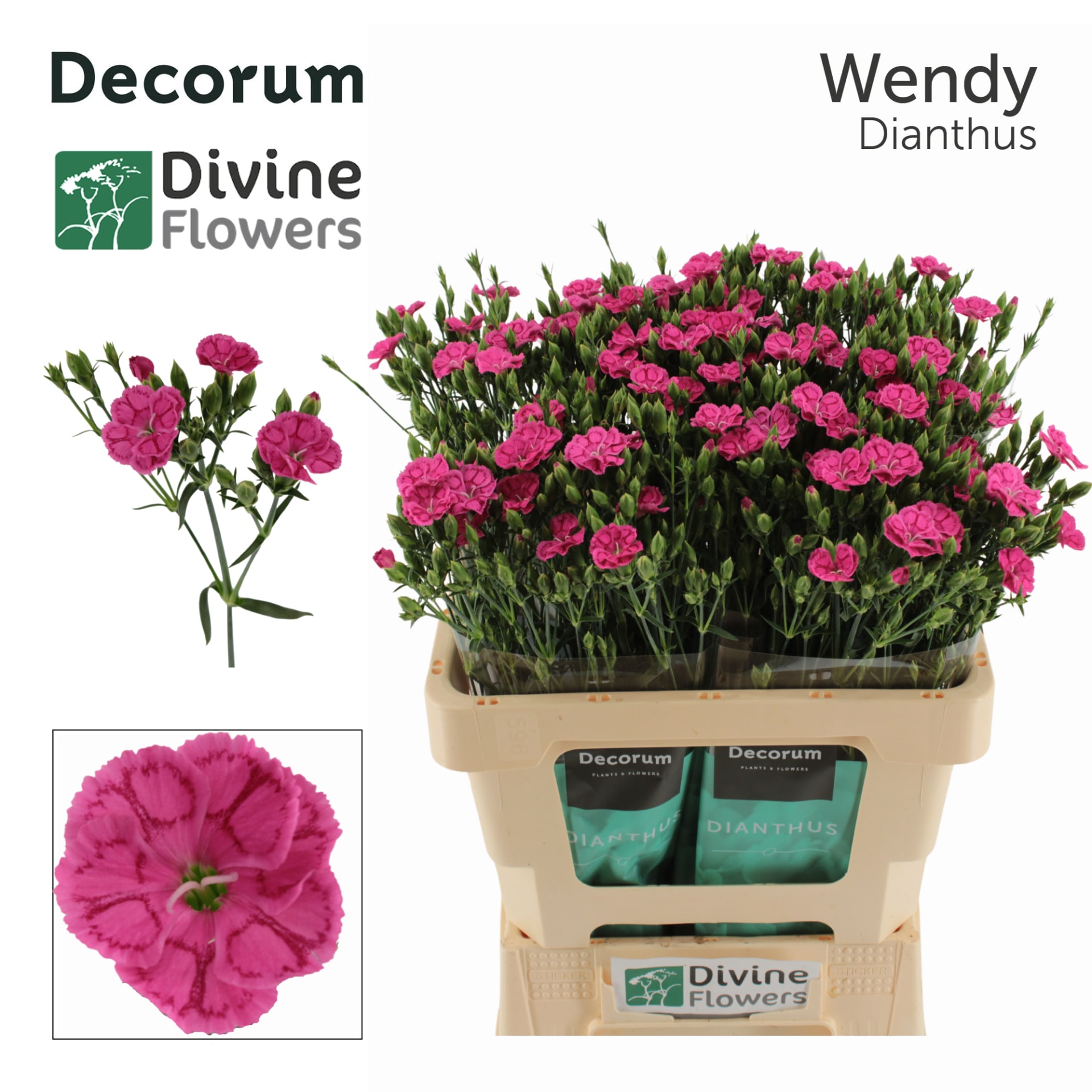 Срезанные цветы оптом Dianthus sp wendy от 60шт из Голландии с доставкой по России