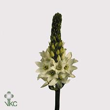 Срезанные цветы оптом Ornithogalum thyr mount fuji от 200шт. из Голландии с доставкой по России