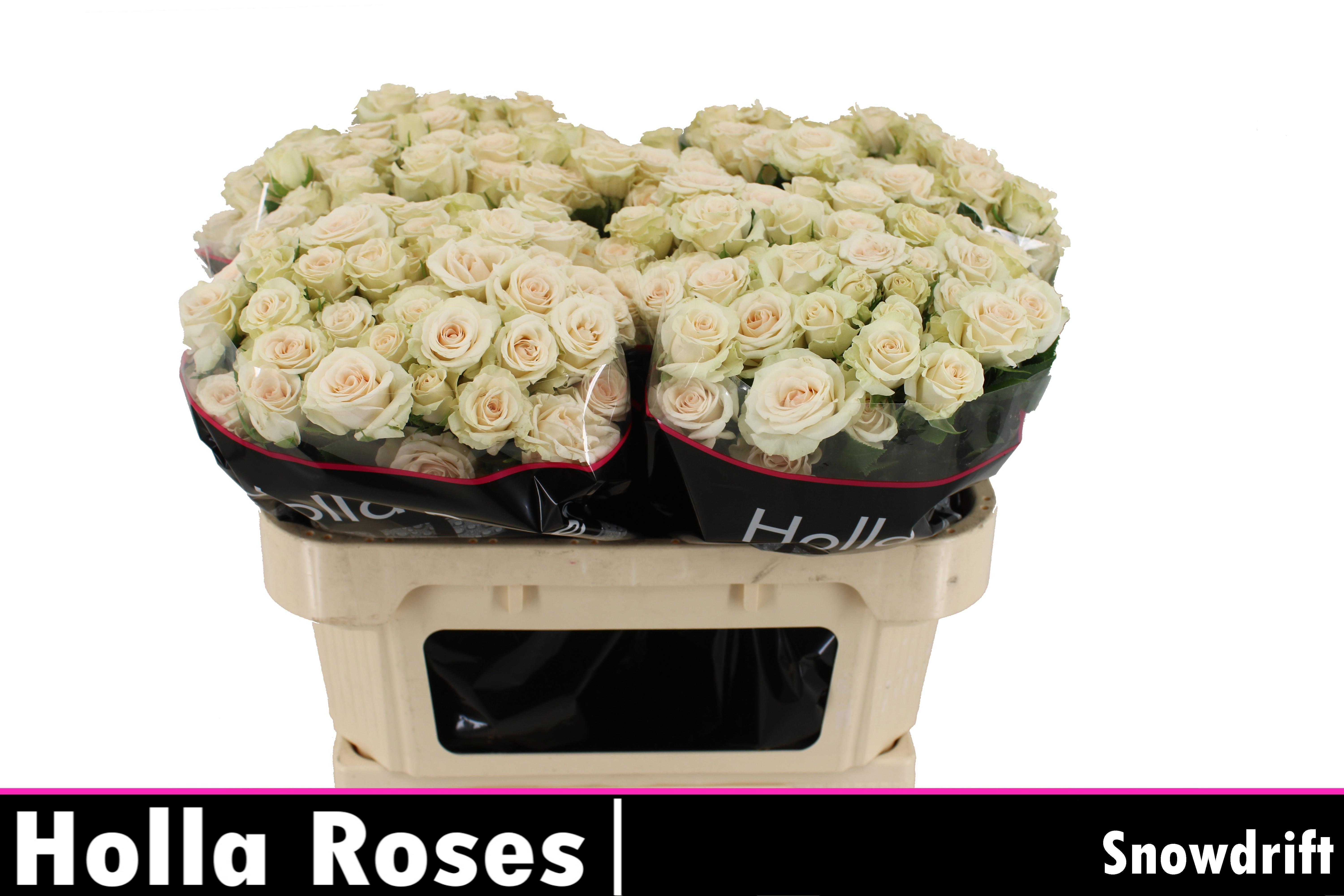 Срезанные цветы оптом Rosa spray snowdrift от 40шт из Голландии с доставкой по России