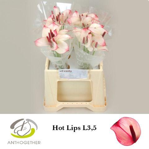 Срезанные цветы оптом Anthurium hot lips от 40шт из Голландии с доставкой по России