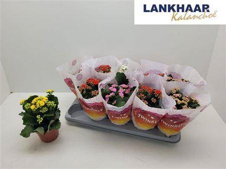 Горшечные цветы и растения оптом Kal Perfecta Mix от 10шт из Голландии с доставкой по России