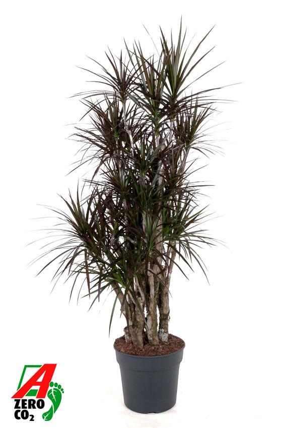 Горшечные цветы и растения оптом Dracaena Magenta Vertakt P34 от 1шт из Голландии с доставкой по России