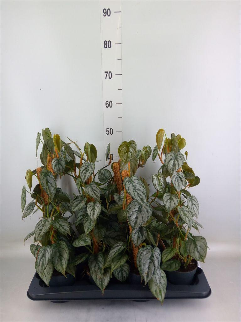 Горшечные цветы и растения оптом Philodendron Brandtianum от 8шт из Голландии с доставкой по России