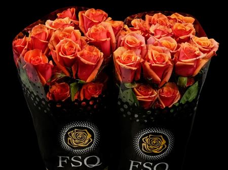 Срезанные цветы оптом Rosa ec chilis от 40шт из Голландии с доставкой по России
