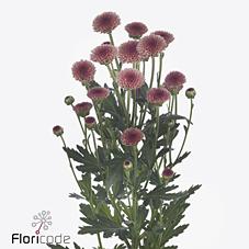 Срезанные цветы оптом Chrys sa madiba salmon tyolo от 75шт из Голландии с доставкой по России