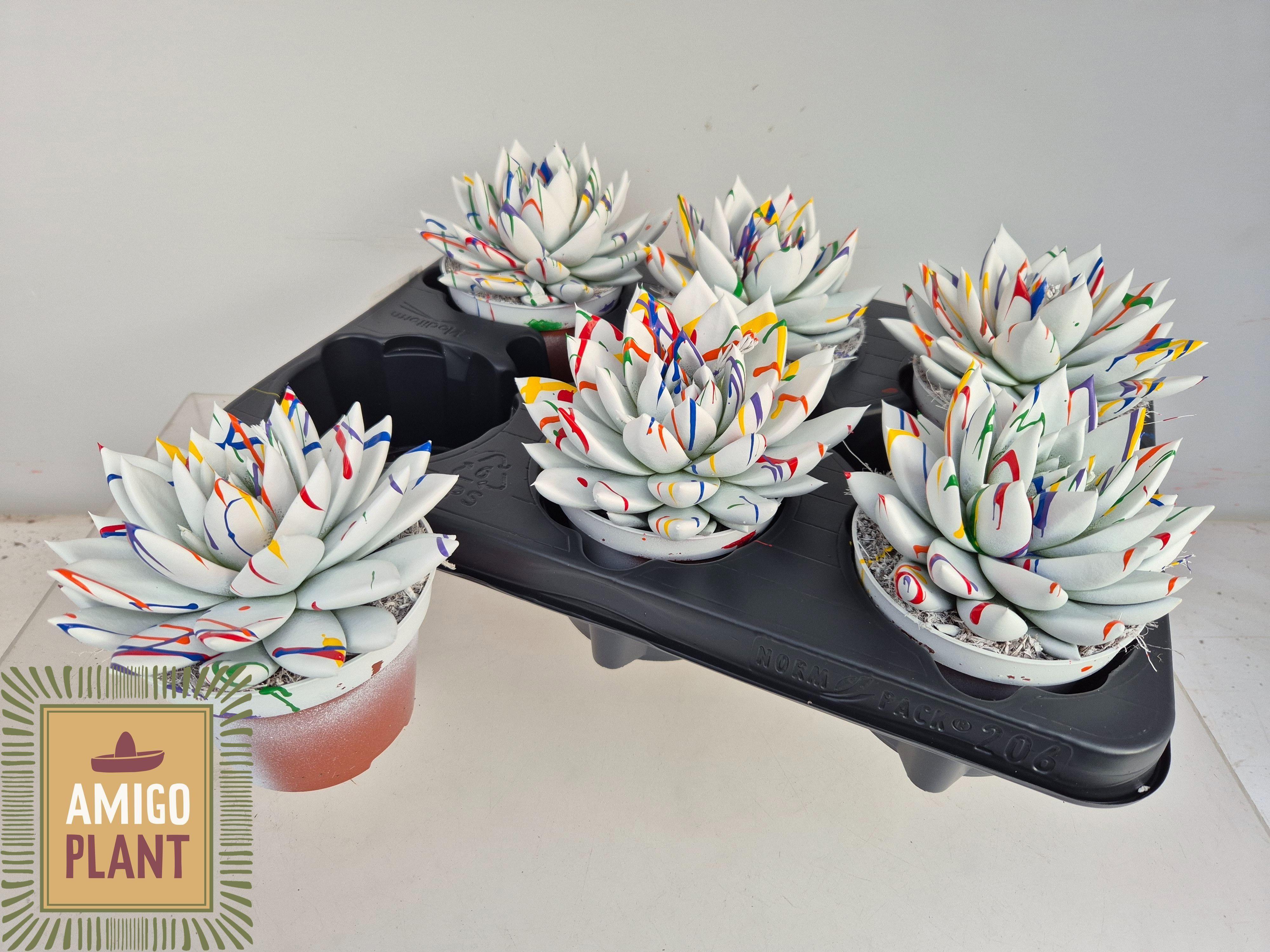 Горшечные цветы и растения оптом Echev Miranda от 6шт из Голландии с доставкой по России