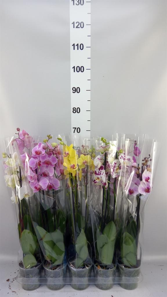 Горшечные цветы и растения оптом Phalaenopsis ...mix 5 от 10шт из Голландии с доставкой по России
